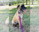 Small #6 Great Dane Mix