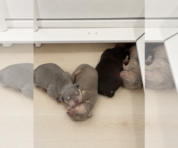 Medium Photo #9 American Bully Puppy For Sale in BROCKTON, MA, USA