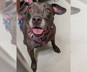 American Bulldog Dogs for adoption in Lee's Summit, MO, USA