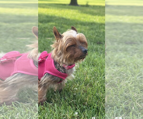 Medium Photo #9 Mutt Puppy For Sale in Farmington, MN, USA