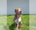 Small #3 American Staffordshire Terrier-Rottweiler Mix