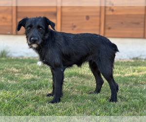 Levi - Male Mutt Dog for Adoption - Photo #3