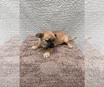 Small Photo #9 Chiweenie-Jack Russell Terrier Mix Puppy For Sale in SAINT AUGUSTINE, FL, USA