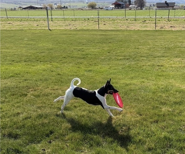 Medium Photo #4 Rat Terrier Puppy For Sale in ELLENSBURG, WA, USA