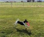 Small Photo #4 Rat Terrier Puppy For Sale in ELLENSBURG, WA, USA