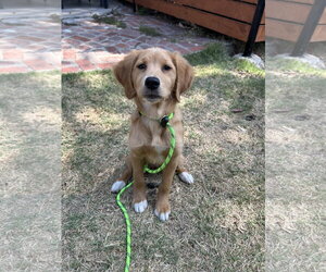 Golden Retriever-Unknown Mix Dogs for adoption in San Diego, CA, USA