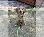 Small Golden Retriever Mix