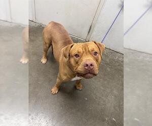 American Bull Dogue De Bordeaux Dogs for adoption in Rosenberg, TX, USA
