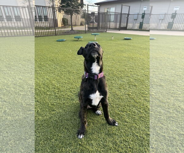 Medium Photo #3 German Shepherd Dog-Unknown Mix Puppy For Sale in Rosenberg, TX, USA