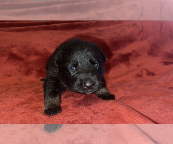 Medium Photo #3 German Shepherd Dog Puppy For Sale in COVENTRY, RI, USA