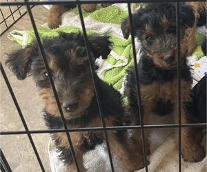 Welsh Terrier Puppy for sale in FORT GEORGE G MEADE, MD, USA