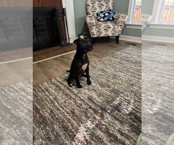 Medium Photo #2 American Pit Bull Terrier-Unknown Mix Puppy For Sale in Raleigh, NC, USA