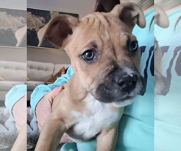 Medium Photo #5 Mutt Puppy For Sale in Clarkston, MI, USA