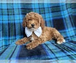 Small #1 Cockapoo (Miniature)