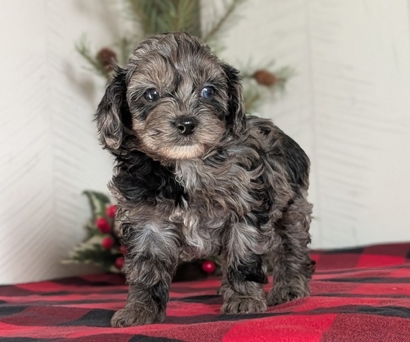 Medium Photo #7 Cockapoo (Miniature) Puppy For Sale in GOSHEN, IN, USA