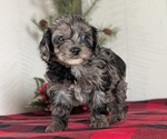 Small #6 Cockapoo (Miniature)