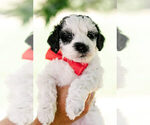 Puppy Linus Goldendoodle (Miniature)