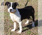 Small Photo #3 American Bulldog-Unknown Mix Puppy For Sale in Prattville, AL, USA