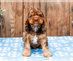 Small Photo #42 Cocker Spaniel Puppy For Sale in WAKARUSA, IN, USA