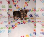 Small #4 Yorkshire Terrier