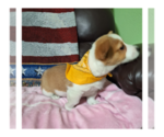 Small Photo #10 Pembroke Welsh Corgi Puppy For Sale in ARROYO GRANDE, CA, USA