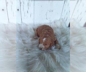 Goldendoodle (Miniature) Puppy for sale in ORLANDO, FL, USA