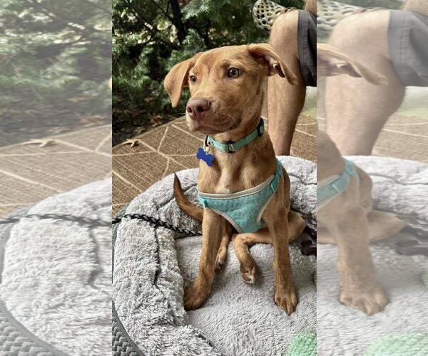 Medium Photo #8 Mutt Puppy For Sale in Mount Laurel, NJ, USA