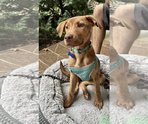Gus - Male Mutt Dog for Adoption - Photo #8
