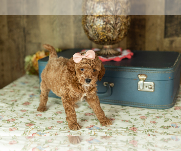 Medium Photo #33 Miniature Labradoodle Puppy For Sale in NAPPANEE, IN, USA