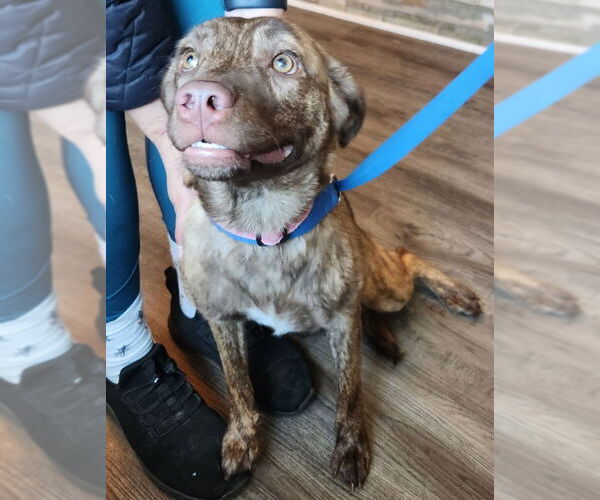 Medium Photo #2 Mountain Cur Puppy For Sale in Fairfax, VA, USA