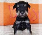 Small Photo #1 Schnauzer (Miniature) Puppy For Sale in MILLERSBG, PA, USA