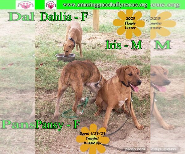 Medium Photo #4 Australian Shepherd-Beagle Mix Puppy For Sale in Pensacola, FL, USA