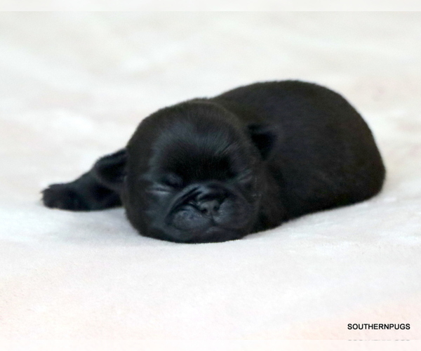 Medium Photo #11 Pug Puppy For Sale in WINNSBORO, TX, USA