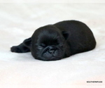 Small #10 Pug