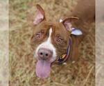 Small American Staffordshire Terrier Mix