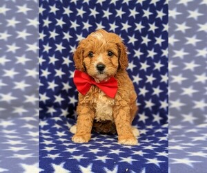 Cavachon-Poodle (Toy) Mix Puppy for sale in QUARRYVILLE, PA, USA
