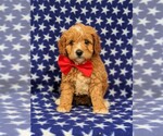 Small Photo #1 Cavachon-Poodle (Toy) Mix Puppy For Sale in QUARRYVILLE, PA, USA
