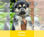 Puppy Yellow German Shepherd Dog-Siberian Husky Mix