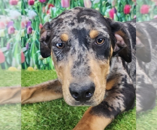 Medium Photo #6 Catahoula Leopard Dog Puppy For Sale in CUMBY, TX, USA