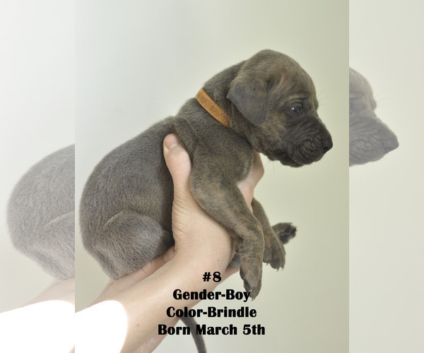 Medium Photo #4 Great Dane Puppy For Sale in FIELDING, UT, USA