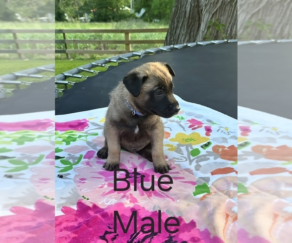 Medium Photo #8 Belgian Malinois Puppy For Sale in HUNTSVILLE, TX, USA