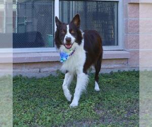 Border Collie-Unknown Mix Dogs for adoption in San Antonio, TX, USA
