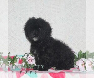 Cavapoo Puppy for sale in RISING SUN, MD, USA