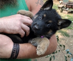 German Shepherd Dog Puppy for Sale in CRESWELL, Oregon USA