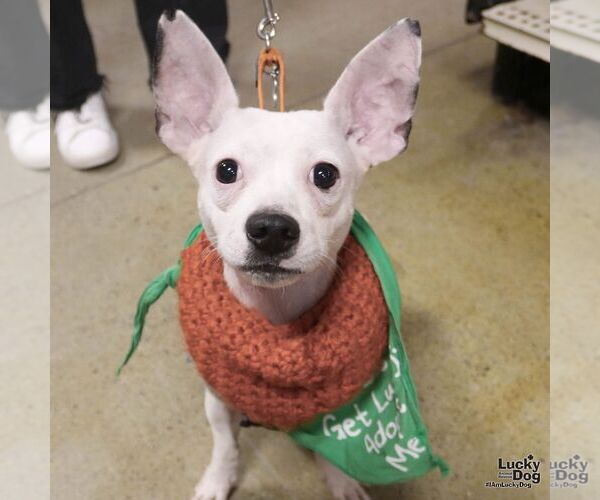 Medium Photo #8 Chihuahua-Unknown Mix Puppy For Sale in Washington, DC, USA