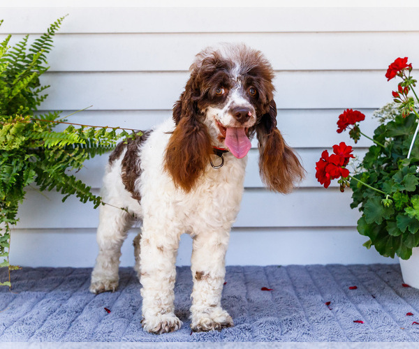 Medium Photo #9 Cockapoo Puppy For Sale in WAKARUSA, IN, USA