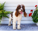 Small #8 Cockapoo