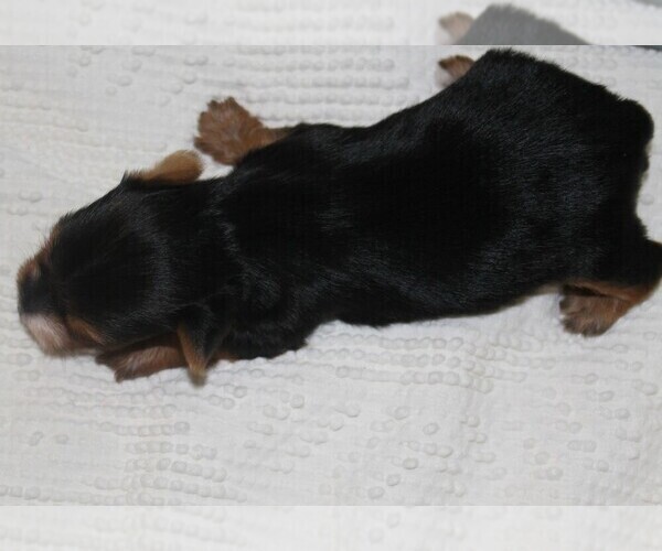 Medium Photo #5 Yorkshire Terrier Puppy For Sale in SPRINGFIELD, SC, USA