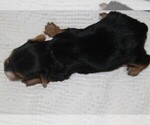 Small Photo #5 Yorkshire Terrier Puppy For Sale in SPRINGFIELD, SC, USA
