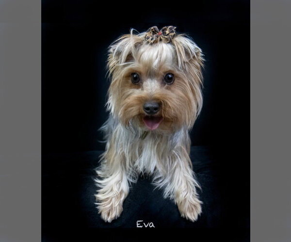 Medium Photo #3 Mutt Puppy For Sale in Hot Springs Village, AR, USA